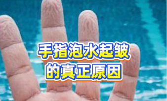 手指泡水起皱的真正原因